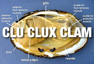 clandestine clam