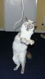 jivas cat doing a little dance